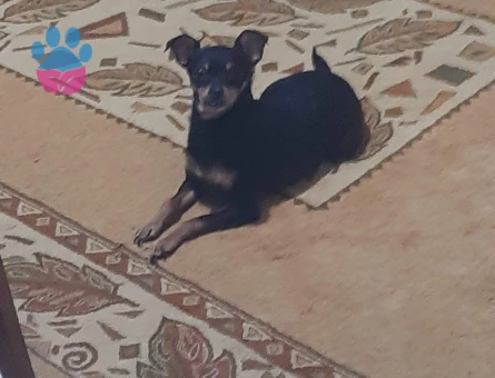 Minyatür Pinscher Dişi Boncuk eş arıyorum