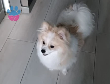 Poomeranian Boo 1 Yaşında Köpeğim Eş Arıyor