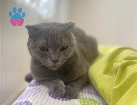 2 Yaşında Scottish Kedime Eş Arıyorum