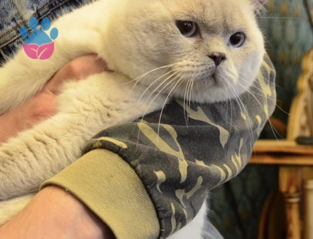 Tecrübeli British Shorthair Oğlumuza Eş Arıyoruz