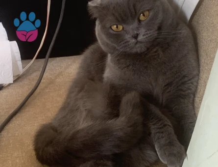 Luna kızıma eş arıyorum