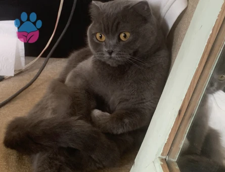 Luna kızıma eş arıyorum