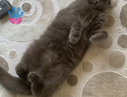 Luna kızıma eş arıyorum