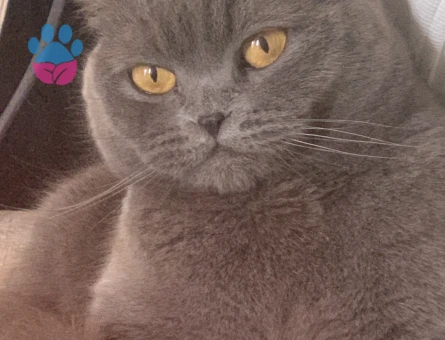 Luna kızıma eş arıyorum