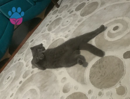 Luna kızıma eş arıyorum