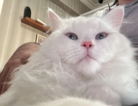 Erkek British Longhair Eş İlanı 1 Yaşında - 118977784
