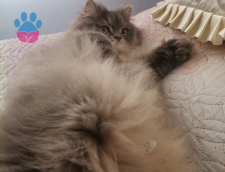 Oğlun için eş arıyorum Kocaeli gölcük