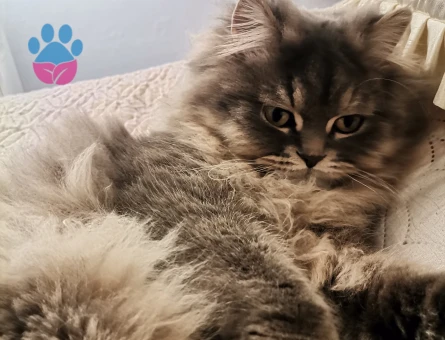 Oğlun için eş arıyorum Kocaeli gölcük