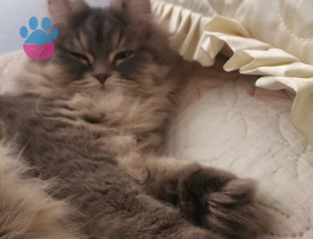 Oğlun için eş arıyorum Kocaeli gölcük