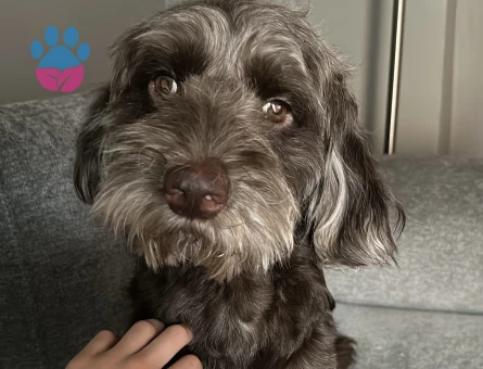 Coco’ya eş arıyoruz