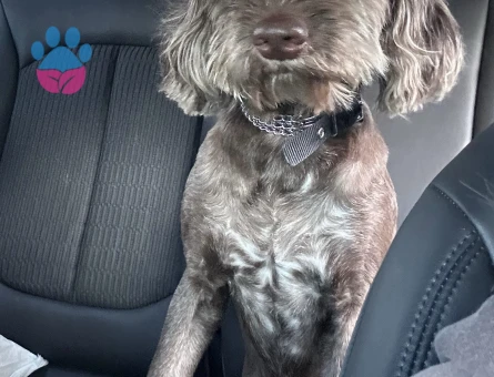 Coco’ya eş arıyoruz