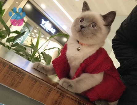 British Shorthair 1 Yaşında Eş Arıyor