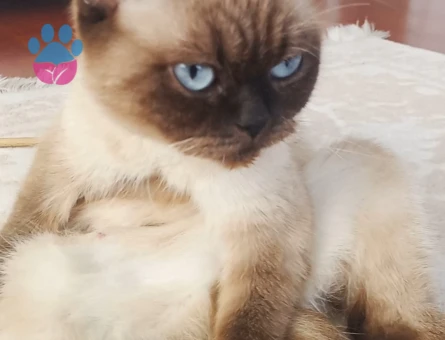 Siyam kızımız Doly için British Shorthair gri bir damat adayı arıyoruz. - 118984155