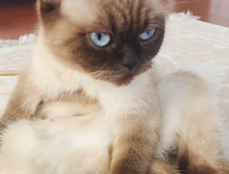 Siyam kızımız Doly için British Shorthair gri bir damat adayı arıyoruz. - 118984155