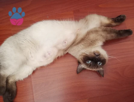 Siyam kızımız Doly için British Shorthair gri bir damat adayı arıyoruz.