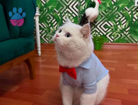 British Shorthair Lukas oğluma eş arıyorum