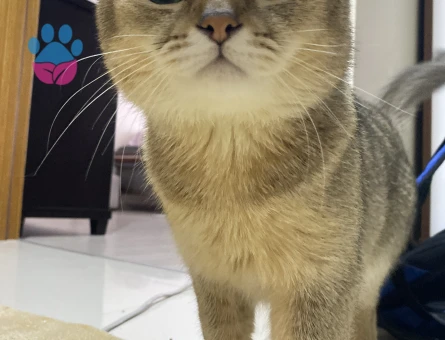 4 yaşında scottish straight shorthair oğluma eş arıyorum