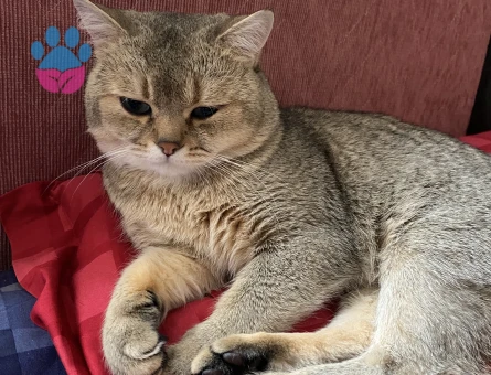 4 yaşında scottish straight shorthair oğluma eş arıyorum