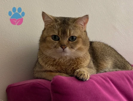 4 yaşında scottish straight shorthair oğluma eş arıyorum
