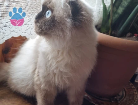Yakışıklı oğluma gelin arıyorum