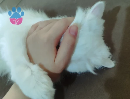 British Longhair 1 Yaşında Eş Arıyor