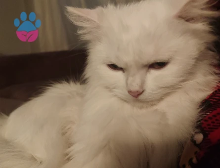 British Longhair 1 Yaşında Eş Arıyor
