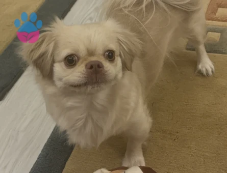 Çin Pekinez cinsi köpeğime erkek eş ariyorum - 118984163