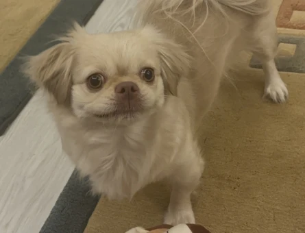 Çin Pekinez cinsi köpeğime erkek eş ariyorum - 118984163