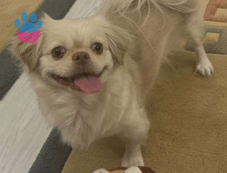 Çin Pekinez cinsi köpeğime erkek eş ariyorum