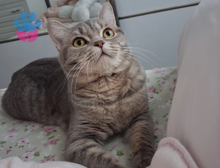 British Shorthair Leomuza dişi arıyoruz