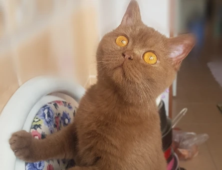 British Shorthair Dişi Eş Arıyor - 118970329