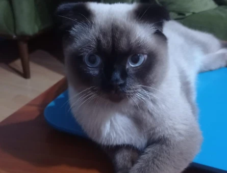Scootish chocolate blue point - 118970330