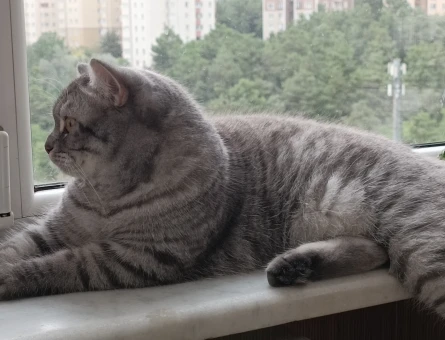 British Shorthair Casper'a Eş Arıyorum - 118970331