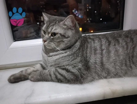 British Shorthair Casper'a Eş Arıyorum
