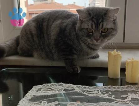 British Shorthair Casper'a Eş Arıyorum