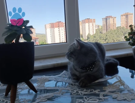 British Shorthair Casper'a Eş Arıyorum