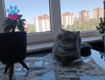 British Shorthair Casper'a Eş Arıyorum
