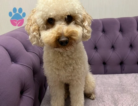 Safkan Toy Poddle Oğlumuza eş arıyoruz