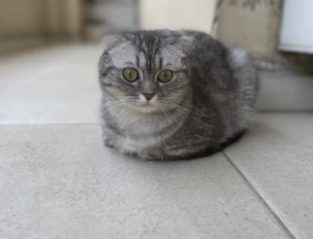 Scottish Fold 1 Yaşında Kedim Eş Arıyor - 118978471