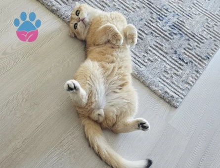 Erkek kedim için uygun dişi arıyorum - 118984469