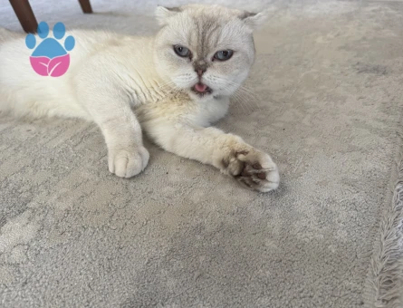 Scottish Fold Dişi kedime eş arıyorum