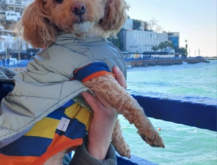 Maltipoo 1 Yaşında 5 Kg Eş Arıyor - 118984478