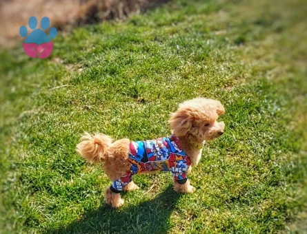 Maltipoo 1 Yaşında 5 Kg Eş Arıyor
