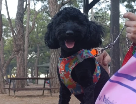Toy Poodle Oğlum Eş Arıyor - 118984479