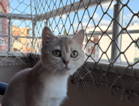 British Shorthair 1 Yaşındaki Kızıma Eş Arıyorum - 118984480