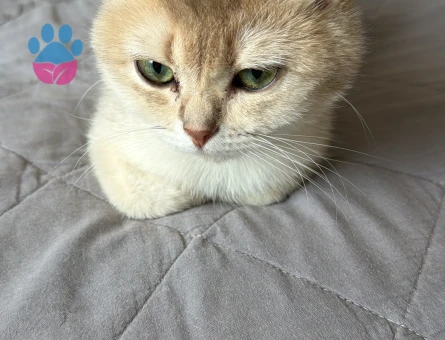 British Shorthair 1 Yaşındaki Kızıma Eş Arıyorum