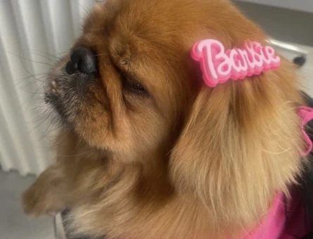 Pekinez Köpeğim Lady Eş Arıyor - 118970898