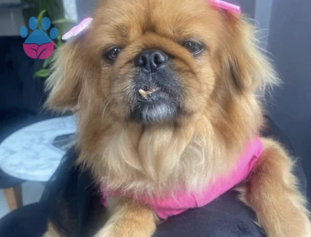 Pekinez Köpeğim Lady Eş Arıyor