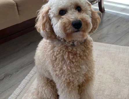 Toy poodle 2 Yaşında Kızgınlıkta - 118970903