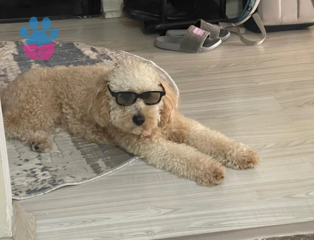 Toy poodle 2 Yaşında Kızgınlıkta